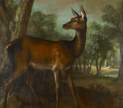Biche aux aguets
